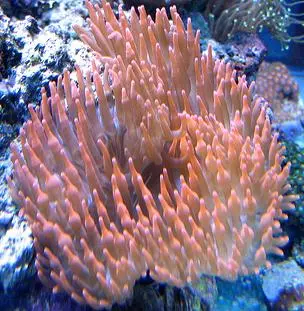 Entacmaea Quadricolor Anemone